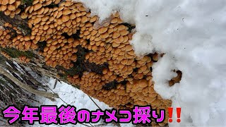 ［爆採れ回］今年最後の雪中ナメコで大当たり‼️