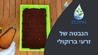 הנבטה של זרעי ברוקולי