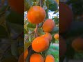 Persimmon Farm - For Fruit Lovers #shorts