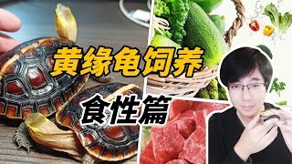 Yellow-margined turtle topic Diet and habits, tortoise food or fresh food?