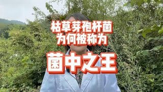 枯草芽孢杆菌为何被称为菌中之王，它到底有什么作用