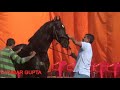 indian marwari horse stallion lunging rajroop in muktsar horse market horse video घोड़ा विडियो