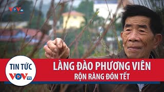 Làng đào Phương Viên rộn ràng đón Tết