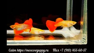 Таинственные альбиносы. Часть 7.  KOBRA RED ALBINO GUPPY.