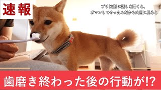 【柴犬ニュース速報】同じ過ちを2度してしまう豆柴！（2021年8月12日）