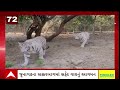 gujarat breaking news આજના ગુજરાતના સૌથી મોટા સમાચાર abp asmita live