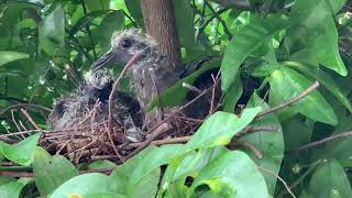 11日目キジバトの雛たち、親鳥が食事を与えに来る。Turtle dove chicks(Day 11)แม่นกพิราบเต่ามาป้อนอาหารลูกๆ นกพิราบเต่า