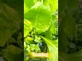 💸💯🌾 farming lovers.. shortvideo farming khetibadi youtubeshorts