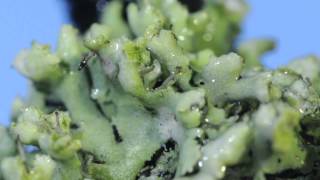 Lichens time lapse