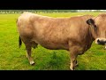 aubrac cows