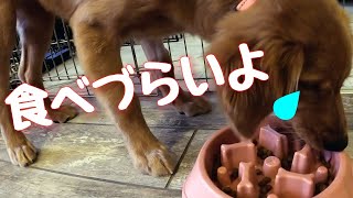 早食いが過ぎるゴールデンレトリバーの子犬ジャスミンに早食い防止の食器を買ってみた