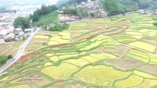 【ドローン 空撮】寺坂の棚田（赤い彼岸花の咲く頃）