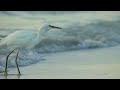 egret catches dinner