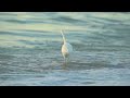 egret catches dinner