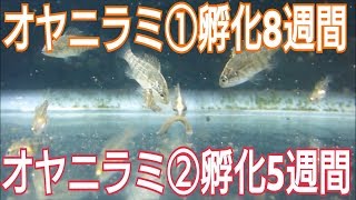 2018年4月 オヤニラミ①8週間とオヤニラミ②5週間