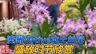 199 澳洲Native本土原产兰花 盛开时节欣赏