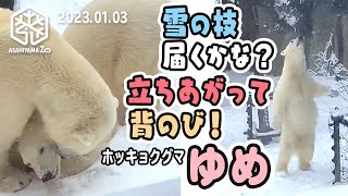 【旭山動物園】二足立ち 背のびでピョン！⛄️雪の枝とどかなくて「ママ〜！」🐻‍❄️ホッキョクグマのゆめちゃん [Asahiyama Zoo] Polar bear, Yume and Pirika.