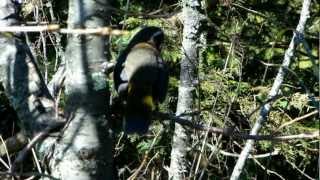 金翼白眉Taiwan Laughing Thrush-鳴叫聲