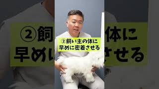 犬の抱っこの仕方🐶#shorts