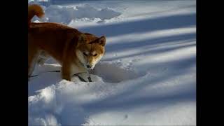 柴犬れおくん　2006年1月7日　軽井沢　雪の中