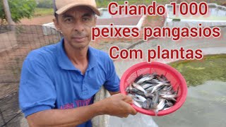 1000 mil alevinos de peixes pangasios ( panga ),criando com  lentilha d'água , wollfia e ração