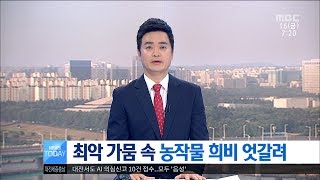 [대전MBC뉴스]최악 가뭄 속 농작물 희비 엇갈려