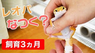 レオパはなつく？飼育3ヶ月のなつき具合