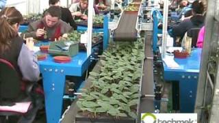 Techmek automazione per innesto Grafting machine for tomato