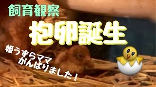 (Quail)抱卵誕生‼︎ママうずらがんばりました！