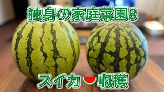 独身の家庭菜園8【スイカ】お約束の早食いやります！