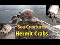 My Pet Hermit Crabs in Terrarium | Sea Creatures