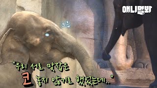 남친이랑 헤어지고 방청소하다가 우는 코끼리 하티 ㅠㅠ ㅣ Elephant Cries While She Cleans Her Room After A Breakup