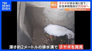 子ヤギが高速道路に迷い込み…女性職員が狭い排水溝に突入し救出！高速道路を守るパトロール隊｜TBS NEWS DIG