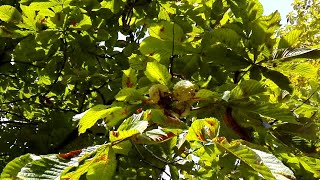 Aesculus hippocastanum (Horse-chestnut)