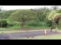 Video 1/2: My Fellow Americans, Ever Heard or Seen THE Sport, Pétanque? THE GOAT got you covered!