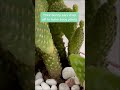 Interesting facts about Bunny Ears Cactus