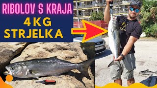 Ribolov s kraja 4kg Strijelka - Fishing Big Bluefish from shore