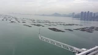 香港的后海灣-養蠔區！Deep Bay Shenzhen Bay #Oysters Agriculture field