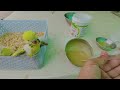 how to hand feed budgies babies chicks easily and properly handfeed chicks budgies babies