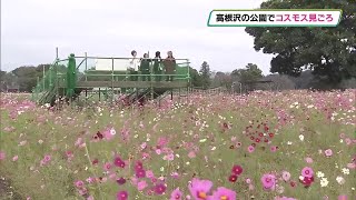 高根沢の鬼怒グリーンパーク　コスモスが見ごろに