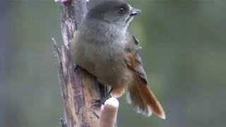 LAVSKRIKA  Siberian Jay  (Perisoreus infaustus)  Klipp - 2690