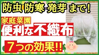 寒くなったら使わなきゃ損！不織布の7つの効果と便利な使い方【初心者・プランター家庭菜園】