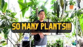 🌱 organizing & rearranging my houseplants 💚 cleaning my plant room...