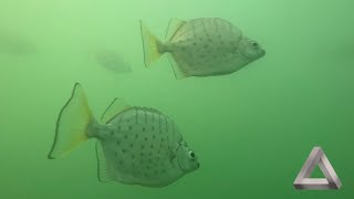 Nightcliff Jetty fish filming: My iPhone's epic second dive into the depths!