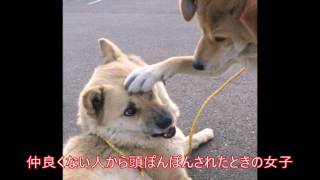 【爆笑】Twitterで超話題‼︎動物の爆笑動画集