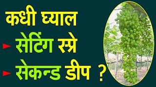 कधी घ्याल सेटिंग स्प्रे व सेकन्ड डीप ?।#Doctor_Kisan#गोडीबहार#छाटणी#farm#slurry#द्राक्षशेती#grape।