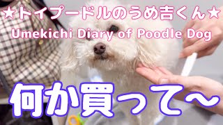 何か買って〜 ★トイプードルのうめ吉くん(1272日目)★Umekichi Diary of Poodle Dog