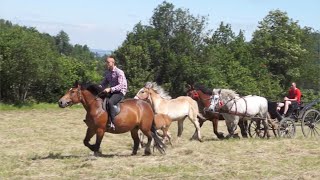 Konie Zimnokrwiste w siodle i bryczce