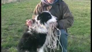 Border Collie Rescue - Nice Work Episode 6