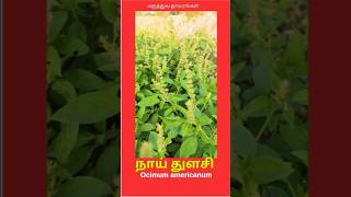 நாய் துளசி #Ocimum americanum கொசுக்களை விரட்டும் நாய் துளசி